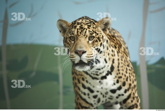 Head Jaguar