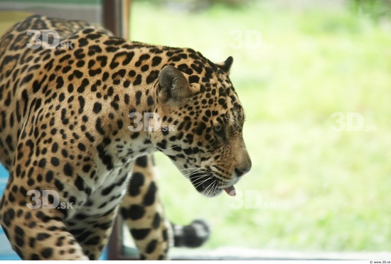 Head Jaguar