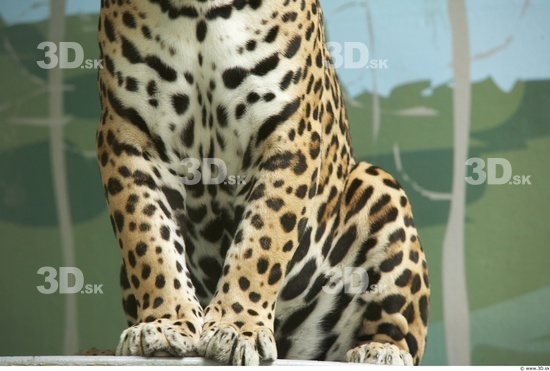 Leg Jaguar