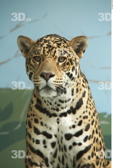 Head Jaguar