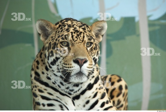 Head Jaguar