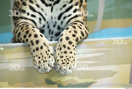 Leg Jaguar