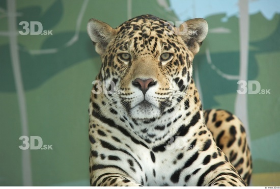 Head Jaguar