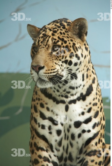 Head Jaguar