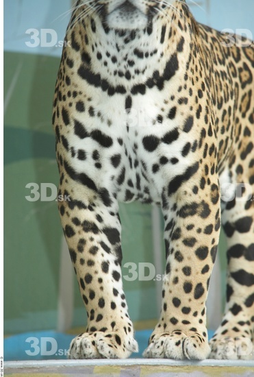 Leg Jaguar