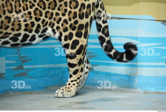 Leg Jaguar