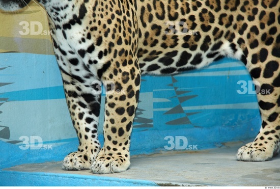 Leg Jaguar