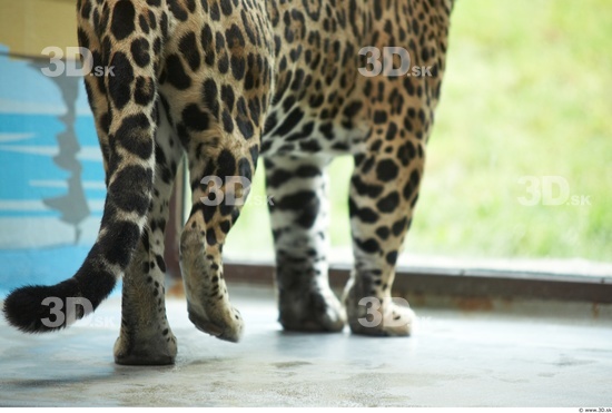 Leg Jaguar