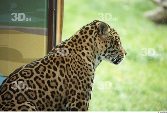 Upper Body Jaguar