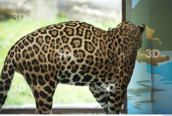 Upper Body Animation references Jaguar