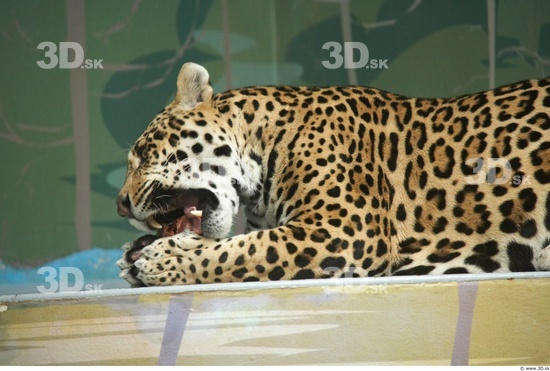 Head Other Jaguar