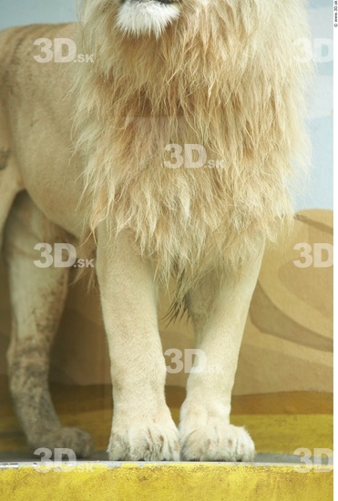 Leg Lion