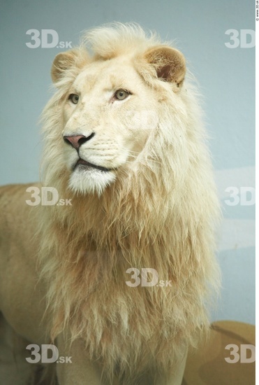 Upper Body Lion