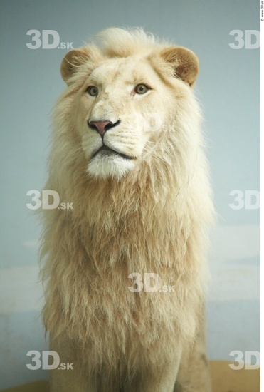 Upper Body Lion