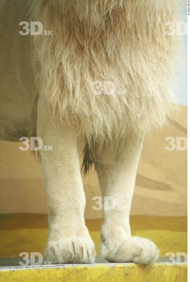 Leg Lion