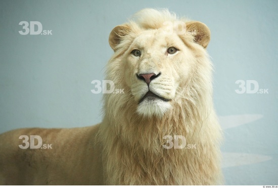 Head Lion