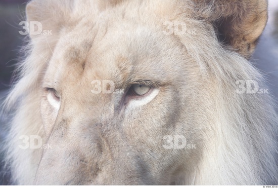 Face Tongue Lion Animal photo references