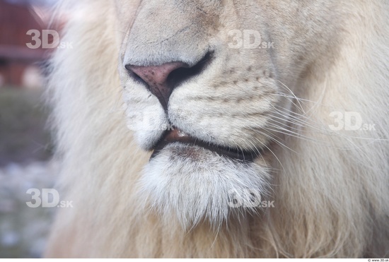 Mouth Tongue Lion Animal photo references