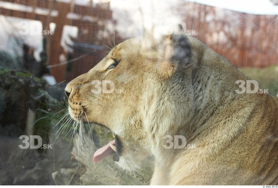 Head Tongue Lion Animal photo references