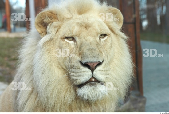 Head Tongue Lion Animal photo references