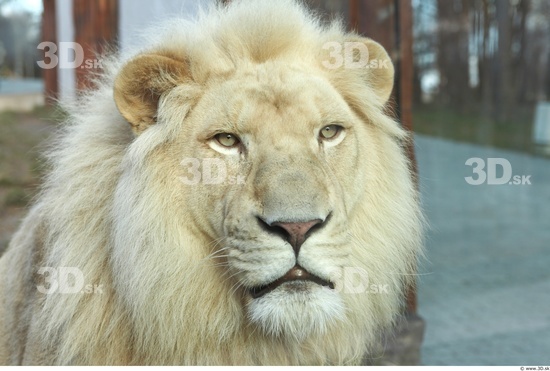 Head Tongue Lion Animal photo references