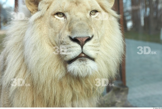 Head Tongue Lion Animal photo references