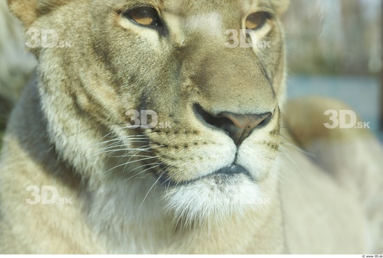 Mouth Tongue Lion Animal photo references