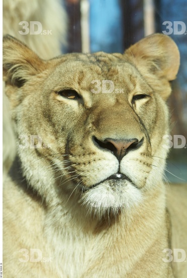 Head Tongue Lion Animal photo references