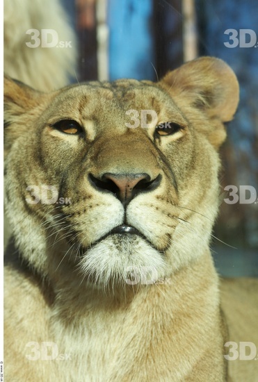 Head Tongue Lion Animal photo references