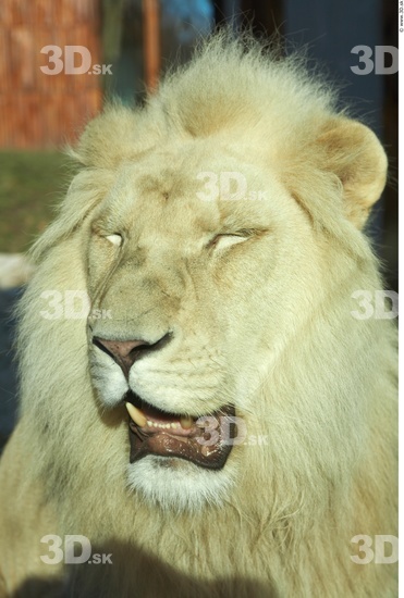 Head Tongue Lion Animal photo references