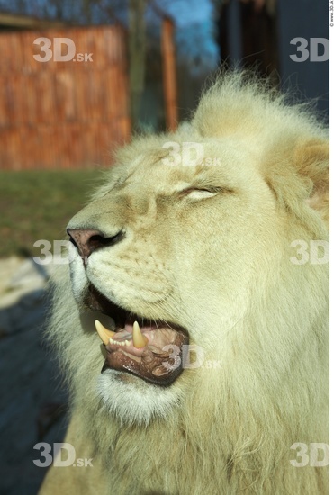 Head Tongue Lion Animal photo references