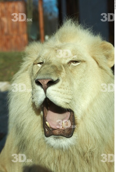 Head Tongue Lion Animal photo references