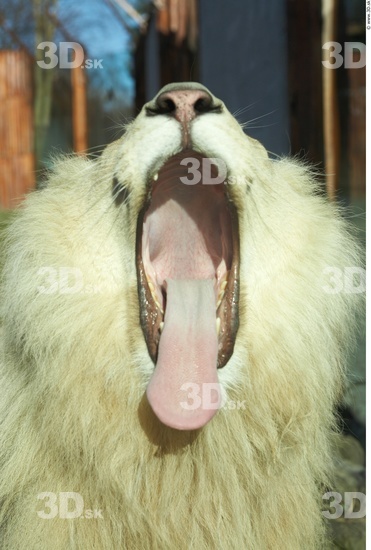 Mouth Tongue Lion Animal photo references