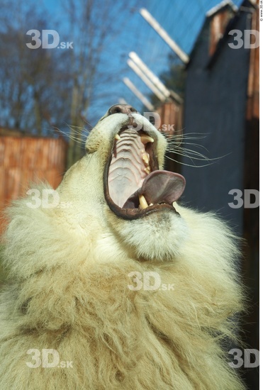 Head Tongue Lion Animal photo references