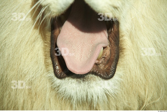 Mouth Tongue Lion Animal photo references