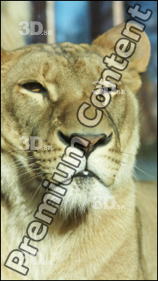 Tongue Lion Animal photo references