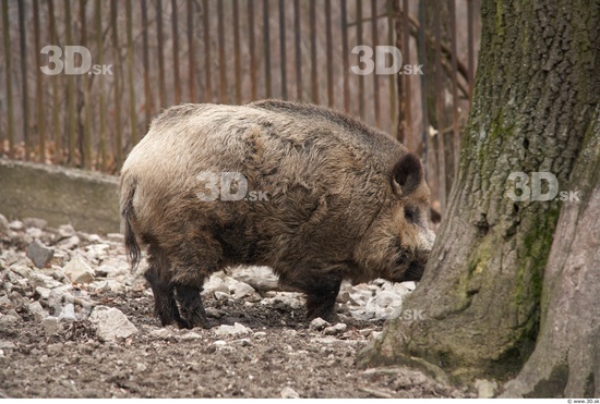 Whole Body Boar