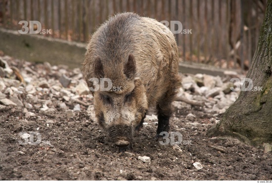 Whole Body Boar