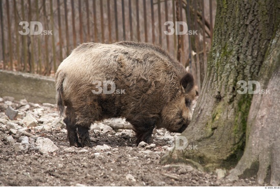 Whole Body Boar