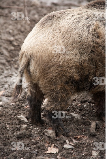 Leg Boar