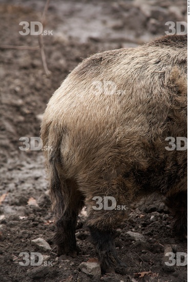 Bottom Boar