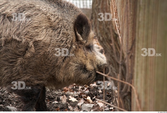 Head Boar