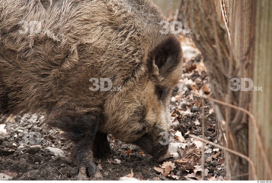 Head Boar