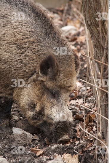 Head Boar