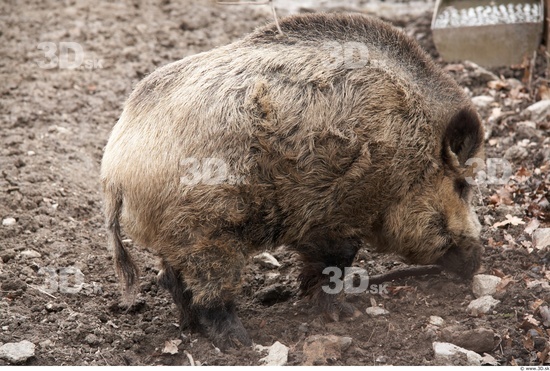 Whole Body Boar