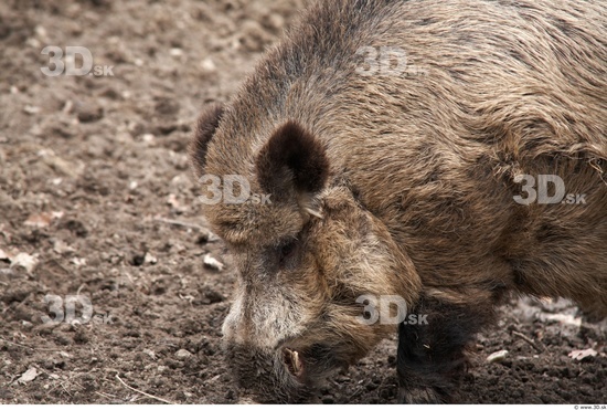 Head Boar