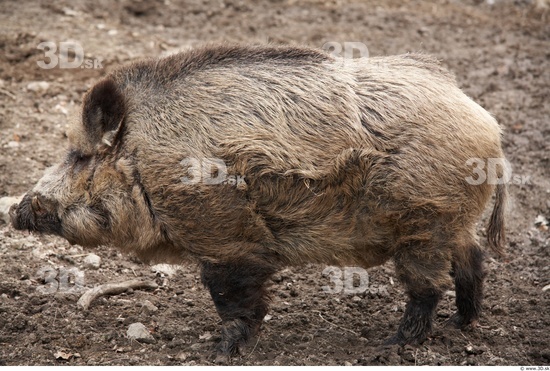 Whole Body Boar