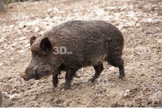 Whole Body Boar