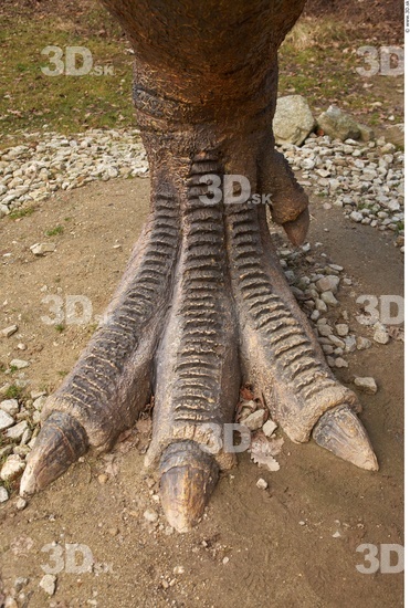 Foot Dinosaurus-Thyranosaurus