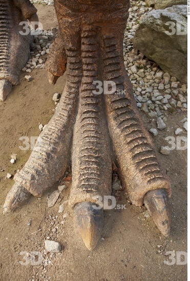 Foot Dinosaurus-Thyranosaurus